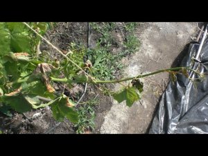 Весенний заморозок на винограднике. Что предпринять?