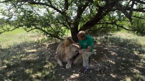 Марсель -абрикосовый лев ! Тайган .Крым