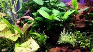 Новые рыбки в кубике 90л. Сказка на ночь.