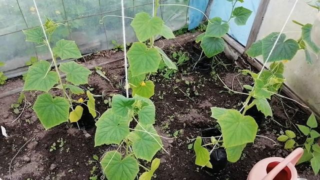 ?ПЕРВАЯ ПОДКОРМКА ОГУРЦОВ ПОСЛЕ ВЫСАДКИ В ТЕПЛИЦУ.?