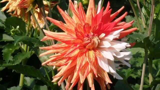 прогулка - часть 1 - сад георгин смотреть онлайн