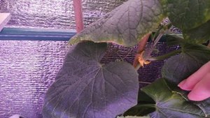 Огурец в декабре! Сорт Трюкач.