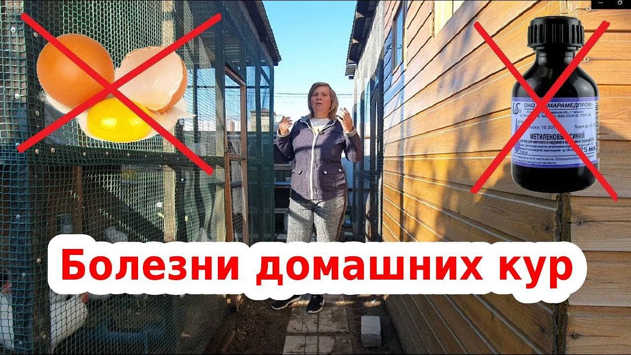 Почему куры садятся на ноги. цыплята или бройлеры