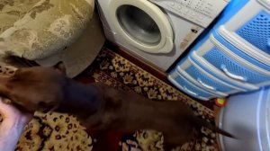 Собаки не узнают Спайка. Почему ??? Лечение Спайка в самом разгаре. Искупал питбуля Спайка.