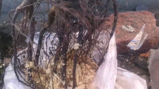 распаковка грецкого ореха Речанский 3 смотреть онлайн