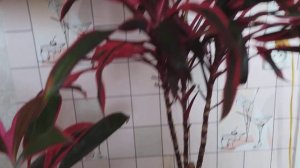 Что ещё нужно знать о цветке Кордилина.