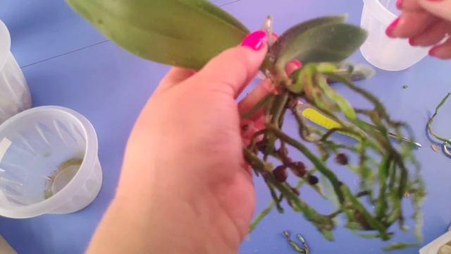 06.10.20.пересадка ОРХИДЕИ смотреть онлайн