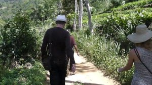 #Шри-Ланка: Синхараджа. Ливневый лес. Начало пути