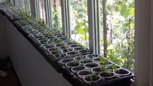 Селекция винограда на морозоустойчивость