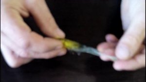 Креветка приманка