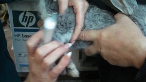 Прививки кроликам