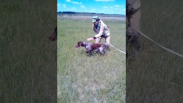 Анатолий Можаев. Натаска легавой по вольному перепелу.