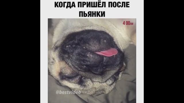Эпицентр Юмора 5 l MC Дружко Читает РЭП  Мозг с Утра  Когда Пришел после Пьянки