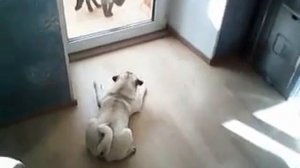 Мопс атакует!!!