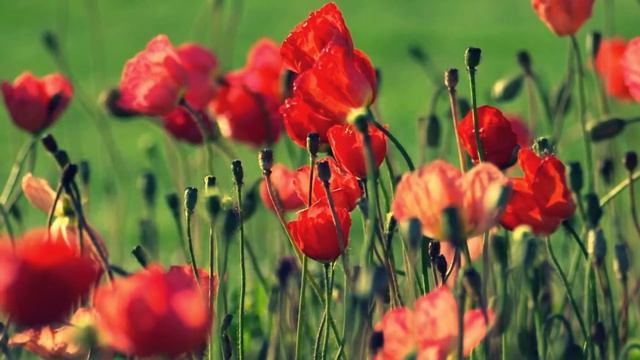 Маки.Цветы. смотреть онлайн