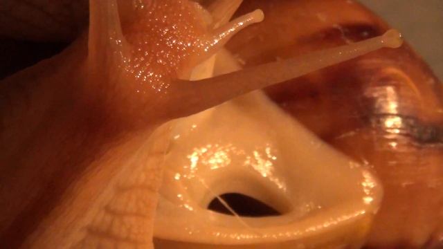 Дыхальце улитки ахатина иммакулята смотреть онлайн