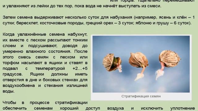 Стратификация семян когда она нужна и какова ее методика
