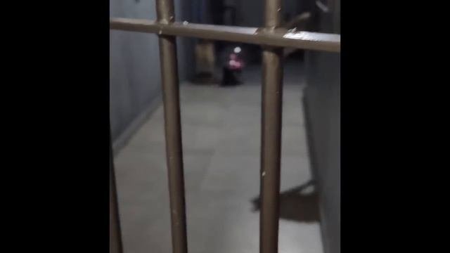 Смешные истории с КОТАМИ! Очень весело!