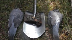 Утром голубь, днём монетка