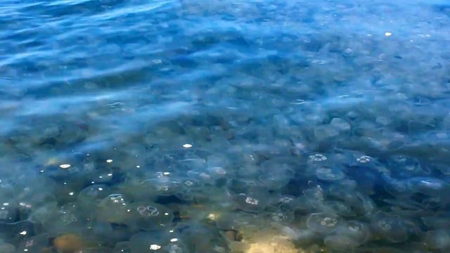 Медузы Чёрного моря январь 2020