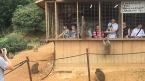 (2016/9/14) Arashiyama Monkey Park