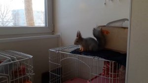 У белок гон начался