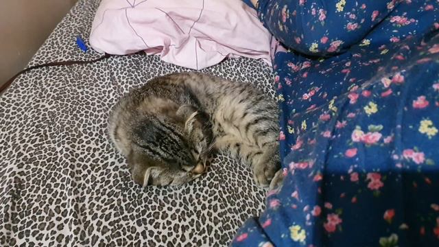 Покупки для кошки/ Собака пока живая/Быт многодетной семьи смотреть онлайн