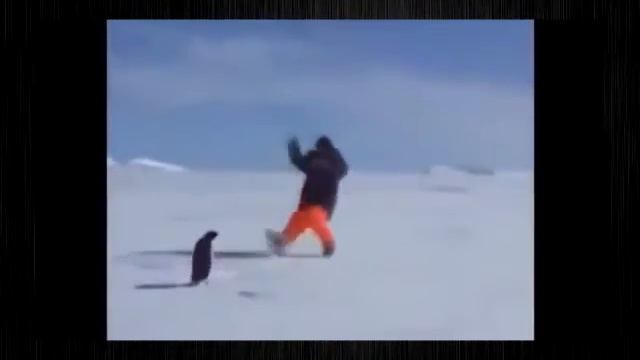 Животные Нападают! Больно  Смешно и Прикольно!