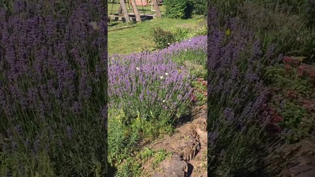 Цветение лаванды, бабочки 🦋//Blooming lavender and butterflies