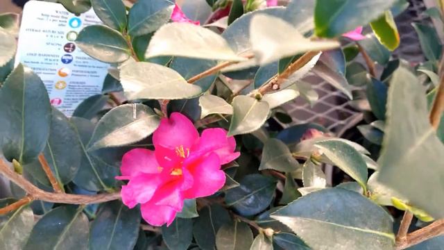 Shishi gashira camellia (Camellia sasanqua) смотреть онлайн