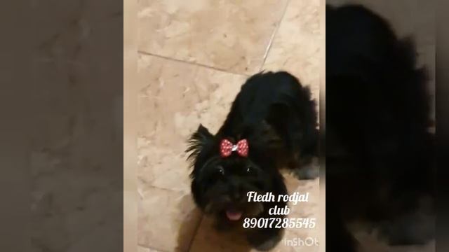Девочка йорк черно подпалого окраса