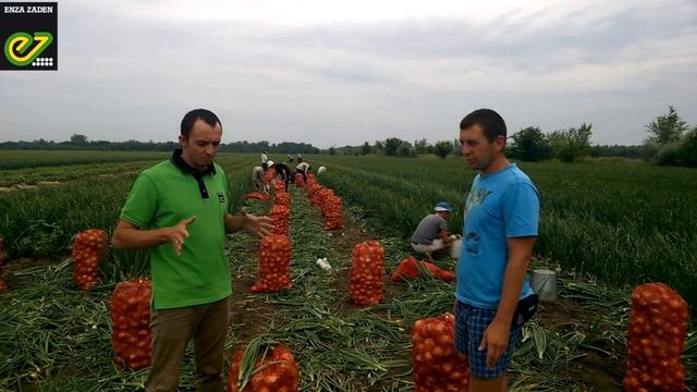 Опыт выращивания раннего лука "Зои" смотреть онлайн