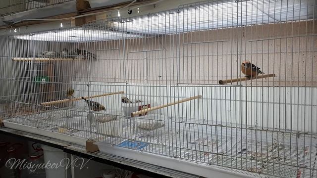 Птицы из Омска смотреть онлайн