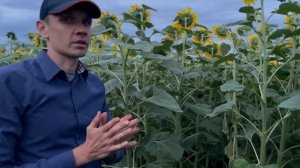 Склеротиниоз «белая гниль» Подсолнечника.