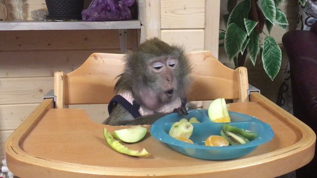 Mukbang. Pet Monkey (Домашние макаки: Маша)