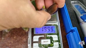 Урожай и особенности винограда Кишмиш Брависсимо. Есть ли косточки в ягодах этой гибридной формы?