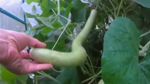 Выращивание лагенарии на северо западе