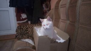 ГОЛОДНЫЙ КОТ УЖАС.mp4