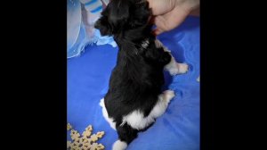 БИВЕР ЙОРКИ МАЛЬЧИКИ ДЛЯ ВАС !!!