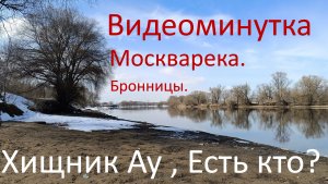 Видеоминутка. Хищник Ау ? Есть кто? Москварека. Бронницы. 25.03.2024.