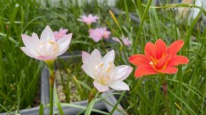 Dazzling Flame Rainlily Flower