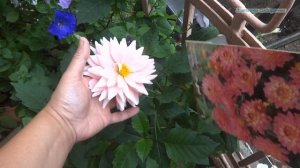 Георгина декоративная "Гэллари Беллини"/ Ожидание и реальность