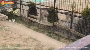 Как живут львы в условиях карантина. Лола на сносях. Тайган. How lions live in quarantine. Taigan