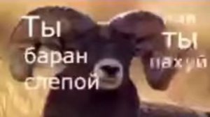 ты олень тупой оригинал