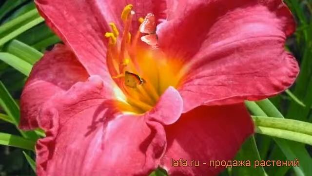 Лилейник гибридный Чарльз Джонстон ? обзор: как сажать, рассада лилейника Чарльз Джонстон смотреть онлайн