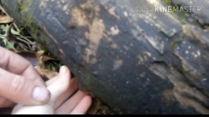 В лес за грибами!Моё первое видео.Вешенки