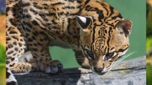 10 НОВЫХ ВИДОВ ЖИВОТНЫХ, ОТКРЫТЫХ НЕДАВНО