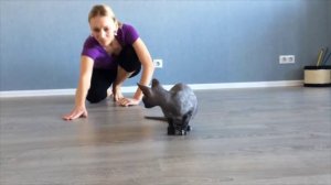 Донской сфинкс трюки. Первые шаги/ The Donskoy Sphynx tricks. First steps