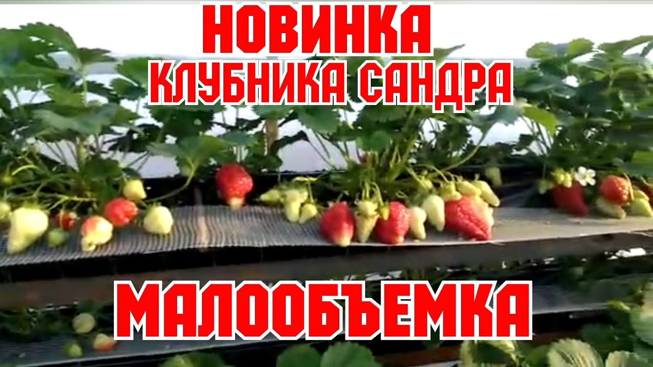 НОВИНКА! Клубника САНДРА на МАЛООБЪЕМКЕ! смотреть онлайн