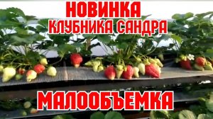 НОВИНКА! Клубника САНДРА на МАЛООБЪЕМКЕ!